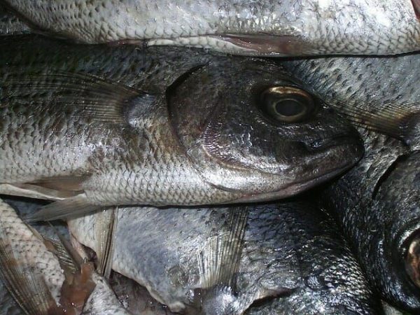 Trout Fishing Basics